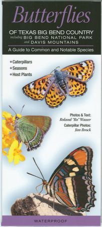 Butterflies of Texas Big Bend Country-- Laminated